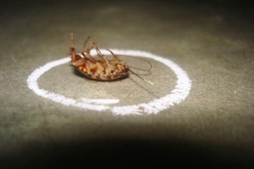 Dead-cockroach-roach-broke-ass-stuart