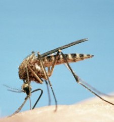 mosquito-broke-ass-stuart