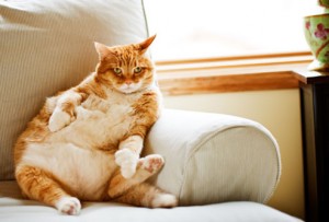 getty_rm_photo_of_extremely_fat_cat_on_sofa-300x203