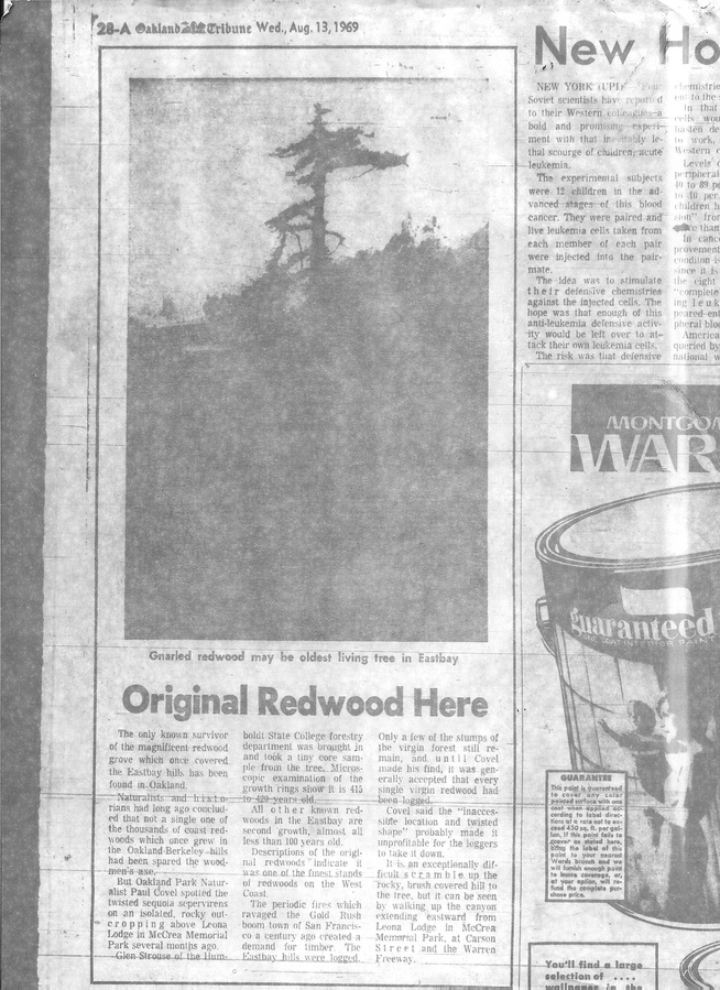 Oakland Tribune article about the rediscovery of this tree by Naturalist Paul Covel - photo from Localwiki