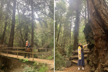 two images of the trail - woman walking across a bridge and another woman with brightly colored cardigan touches giant redwood