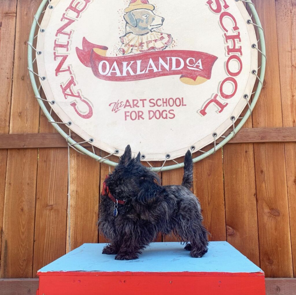 Scotty dog stands on box in front of a sign that says Oakland CA the art school for dogs