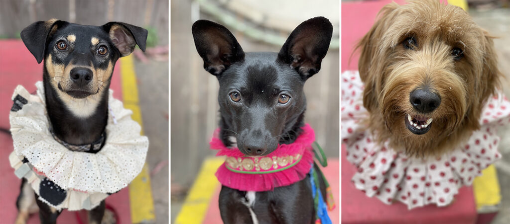 3 Student portraits at Canine Circus School
