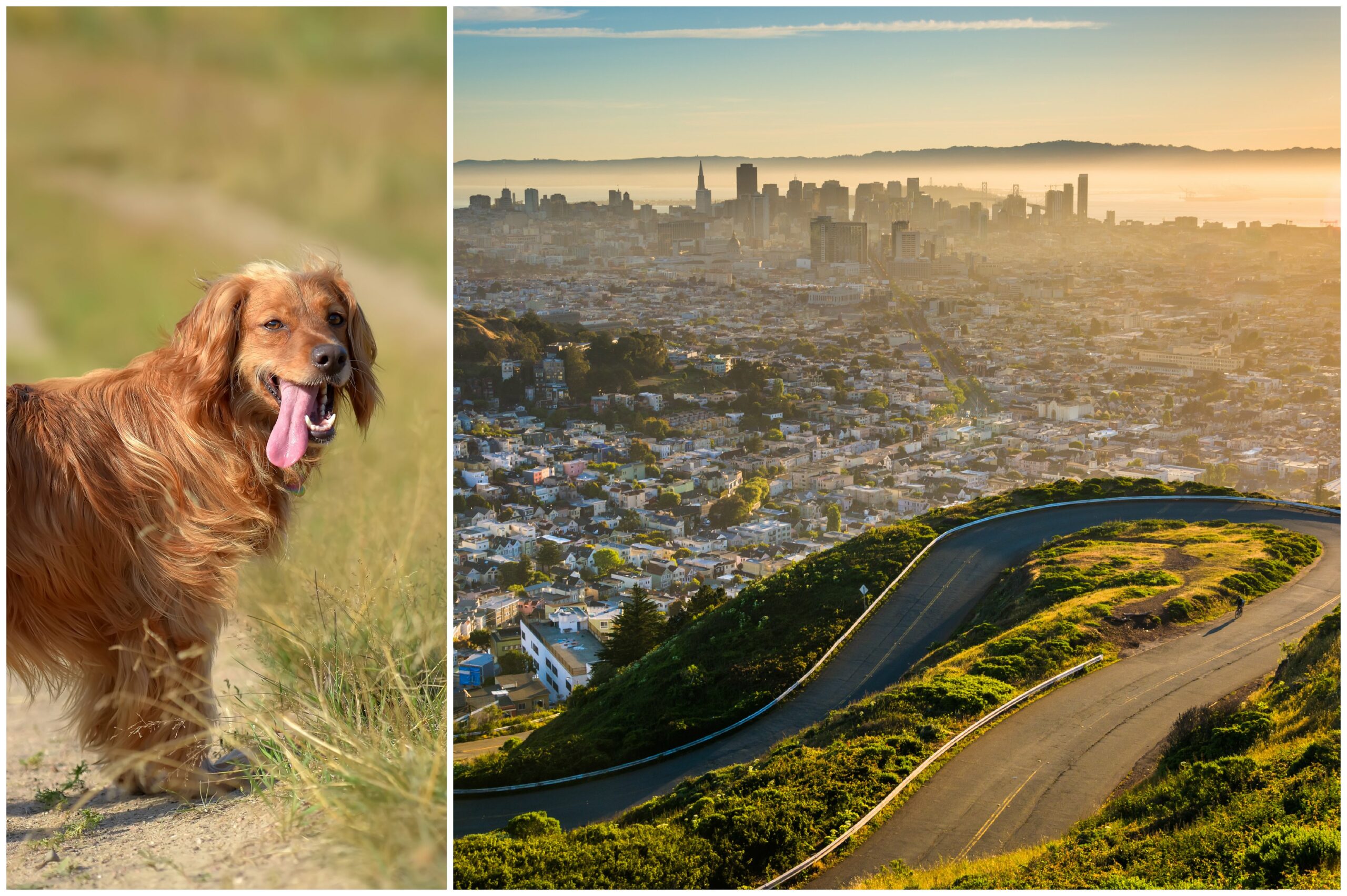 Your Go-To Dog-Friendly Guide to San Francisco · The Wildest