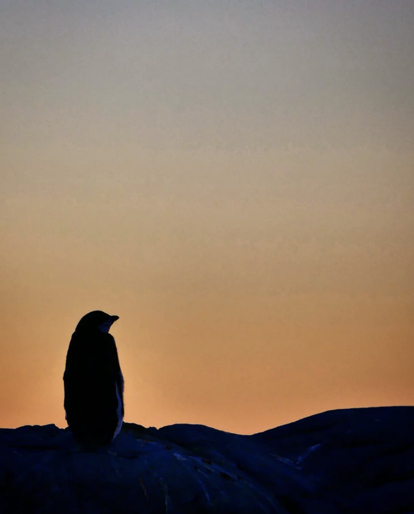 Penguin sits to watch the sunset - Photo by Keri Nelson for Simply Antarctica