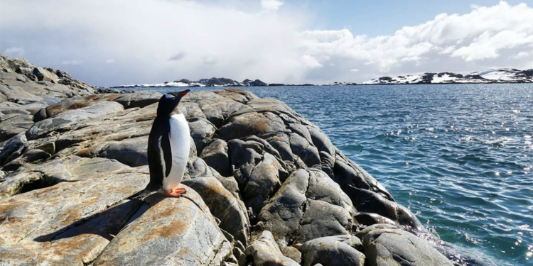 Penguin takes in the warmth of the sun - photo by Keri Nelson