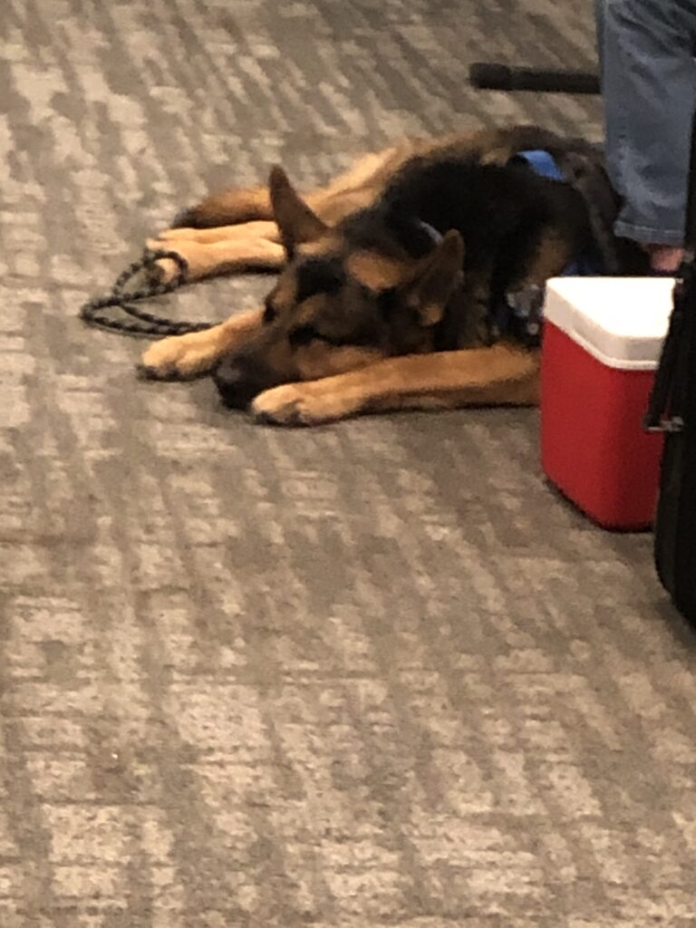 A good boy (german Shepard) sleeping at the Chicago Amtrak