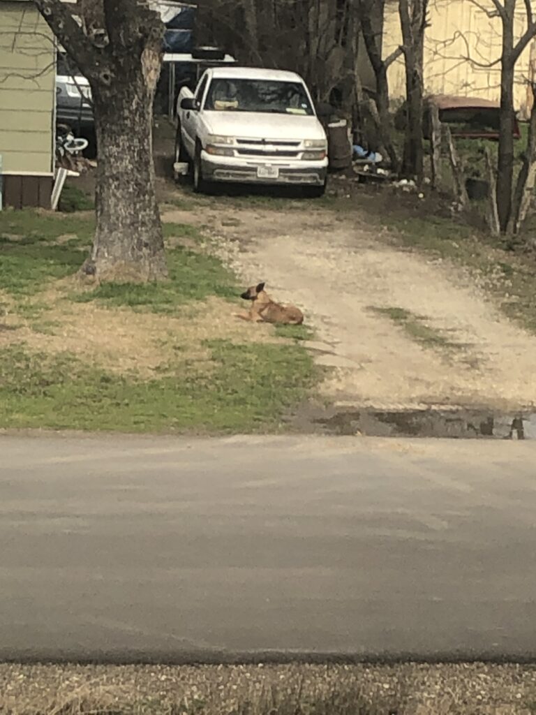 Pictured is a good boy (dog, breed unknown, medium sized short brown fur) sitting in the front yard without a leash or anything. Just living their best life.