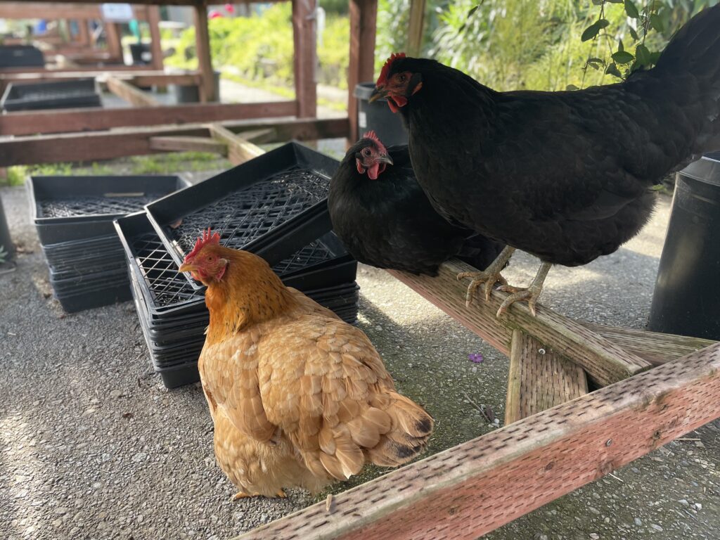 Chickens at Ploughshares Nursery