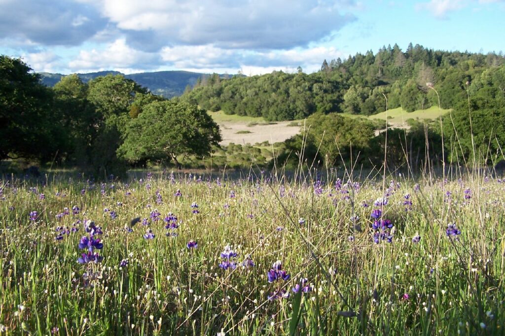 Lupines in a meadow, Annadel State Park, Santa Rosa, California, USA