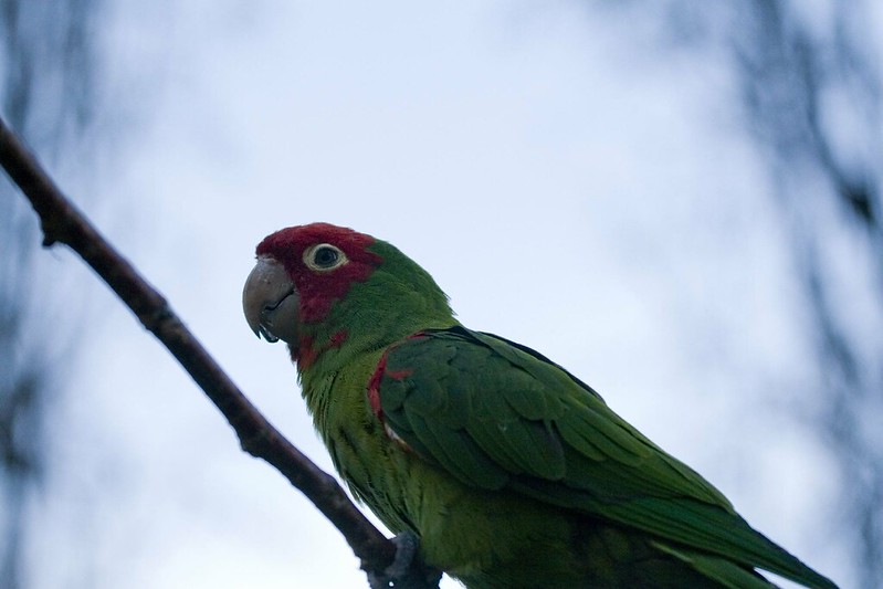 A Guide to The Feral Parrots of the US