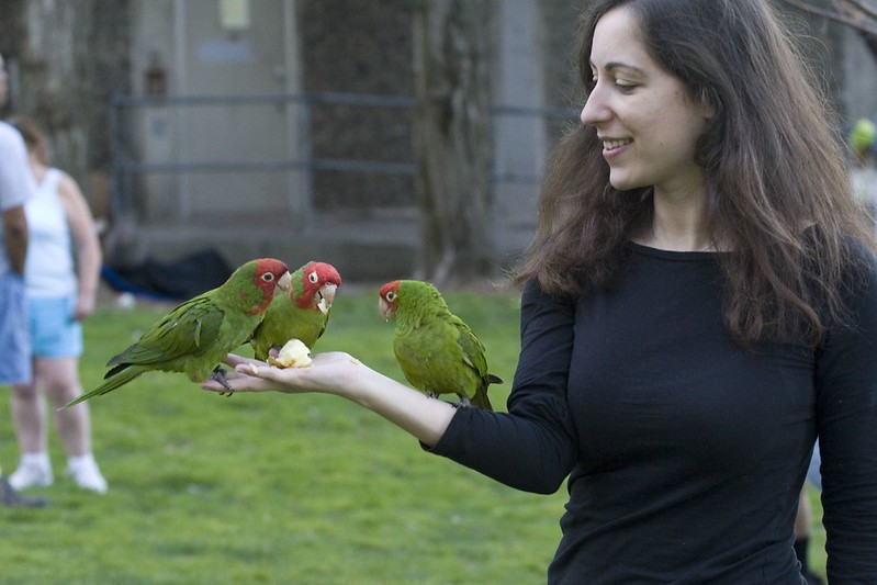 Parrots vs. sea lions: Battle for the Official Animal of San Francisco