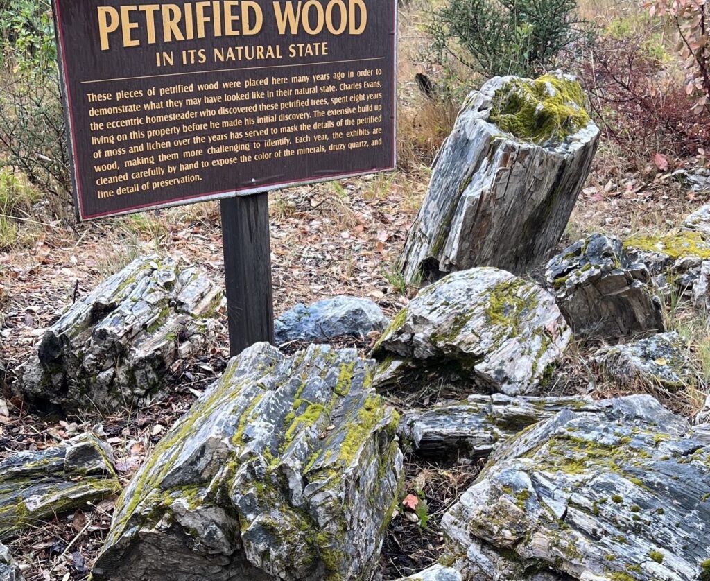Petrified wood.